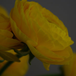 Bouquet de 10 renoncules jaunes Omega