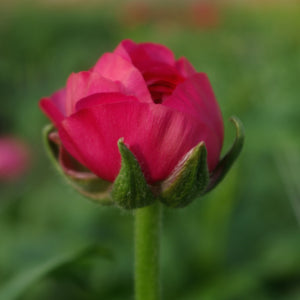 Bouquet de 10 renoncules fushia Hot Pink