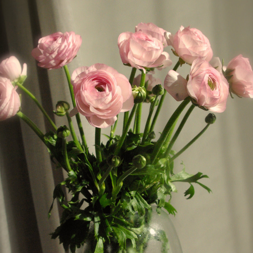 Bouquet de 10 renoncules Success roses Pastello