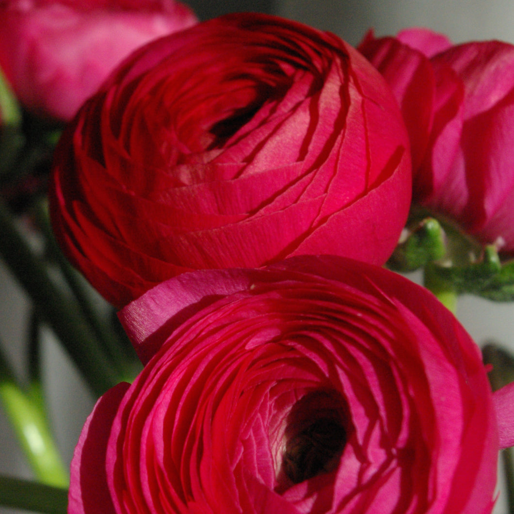 Bouquet de 10 renoncules fushia Hot Pink