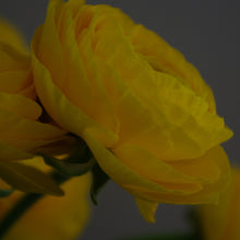 Charger l&#39;image dans la galerie, Bouquet de 10 renoncules jaunes Omega
