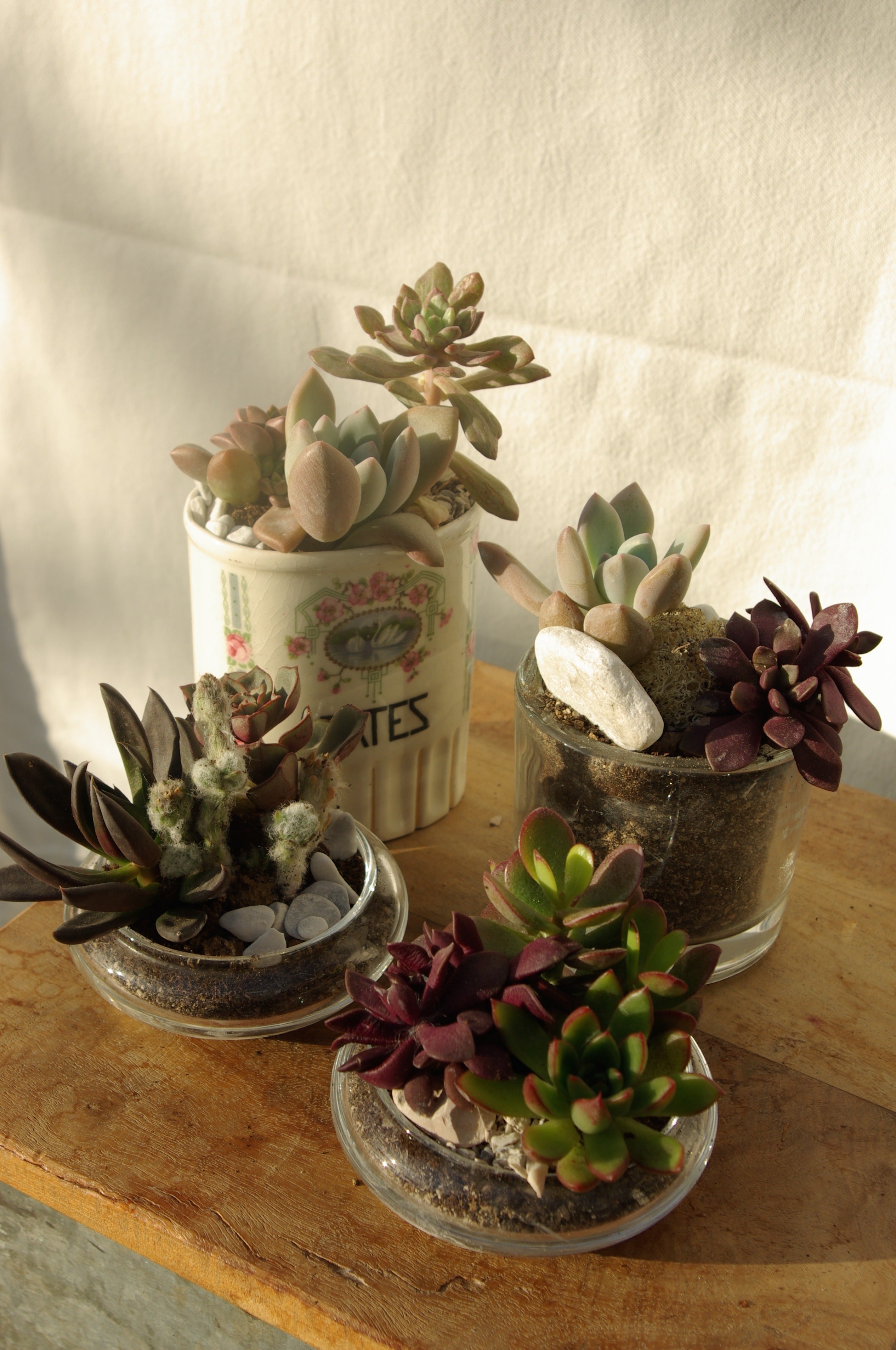 Quatuor de Succulentes • Les Francettes®