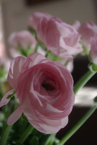 Bouquet de 10 renoncules Success roses Confetto