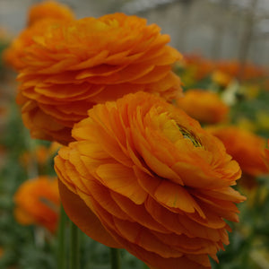 Bouquet de 10 renoncules orange Lambada