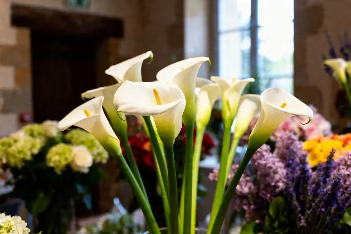 Bouquet de fleurs arums éclairé par le soleil dans une boutique Arums et Sens