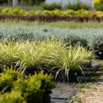 Plantes en pots alignées dans la pépinière de LC Horticulture pour vente en extérieur