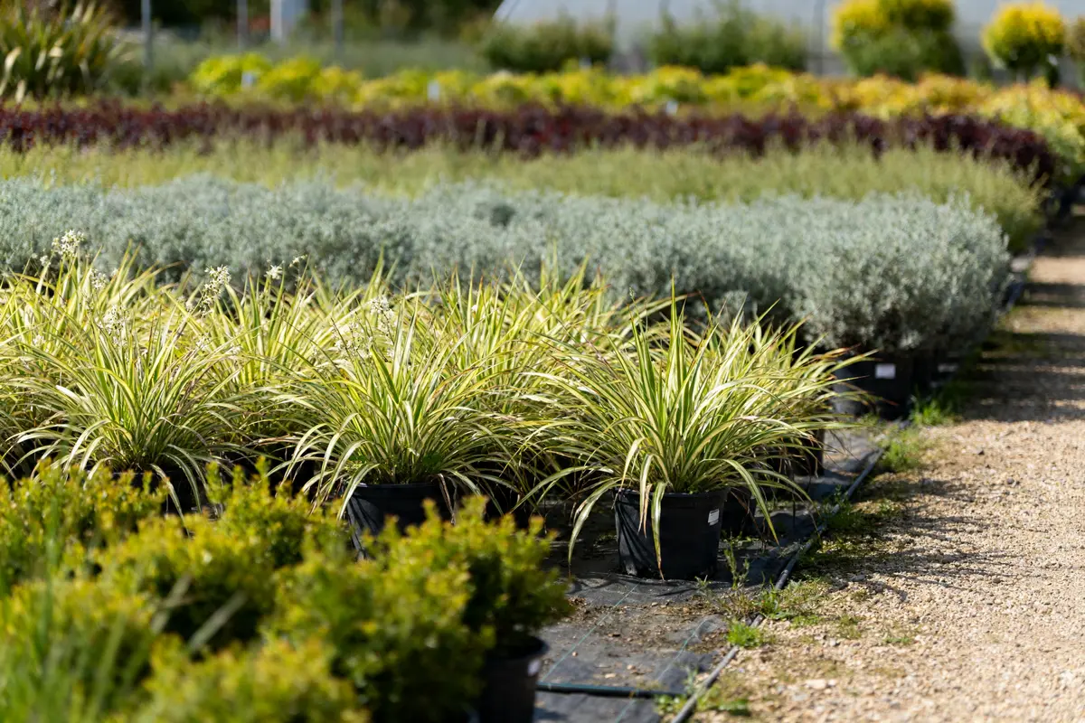 Lc horticulture : Horaires, pépinières et plantes d’exception