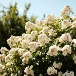 Arbuste fleuri couvert de nombreuses petites fleurs blanches sous un ciel bleu clair