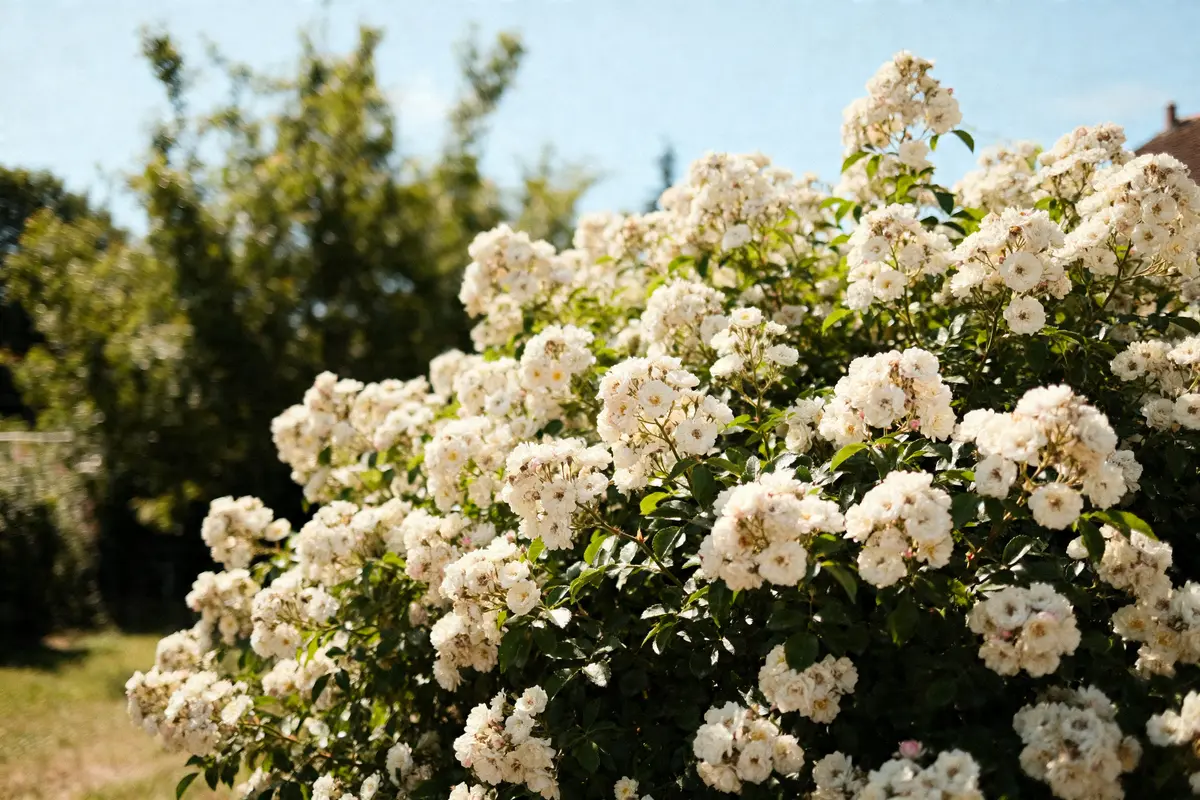 Arbuste fleuri : Top 10 des variétés pour un jardin tout l’année