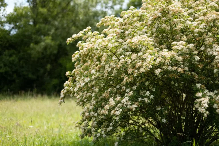 Arbuste persistant fleuri blanc-verdoyant dans un pré ensoleillé entouré d'arbres verts
