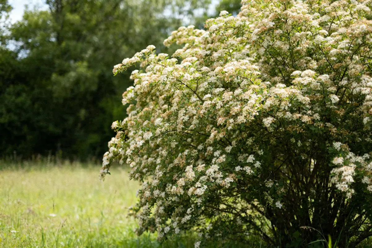 Arbuste persistant fleuri : Le guide des haies décoratives