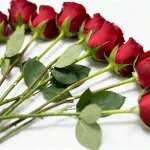Huit roses rouges fraîches alignées pour composer un bouquet de roses élégant