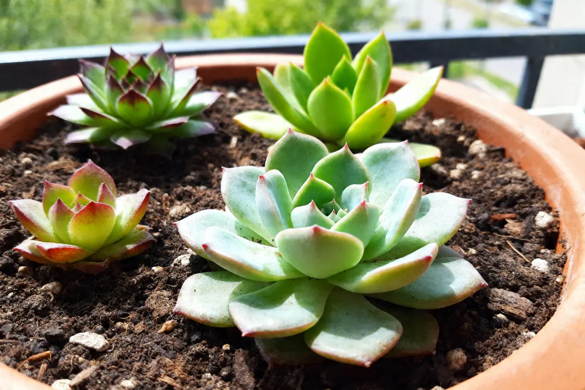 Composition de succulentes : Créez une déco naturelle facilement