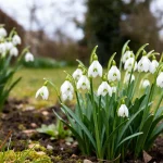 Fleurs perce neige blanches en pleine floraison dans un jardin verdoyant