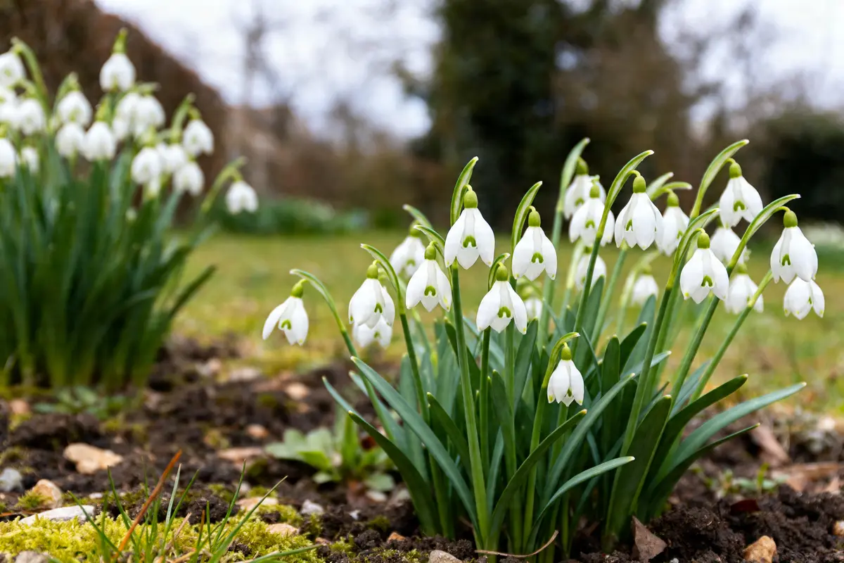 Fleur perce neige : plantation, entretien et variétés faciles