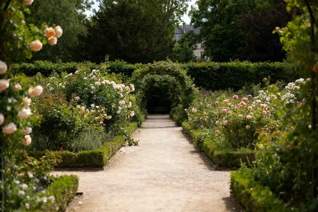 Chemin entouré de rosiers en fleurs dans un jardin de rosiers verdoyant
