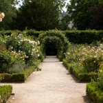 Chemin entouré de rosiers en fleurs dans un jardin de rosiers verdoyant