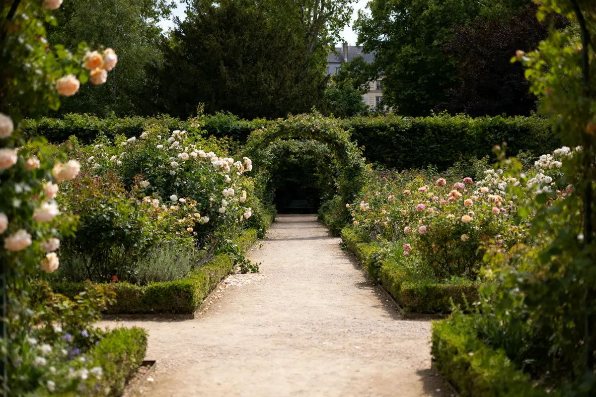 Jardin de rosiers : Découvrez le secret du marais parisien