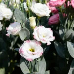 Bouquet de lysianthus blancs et roses avec des feuilles vertes abondantes