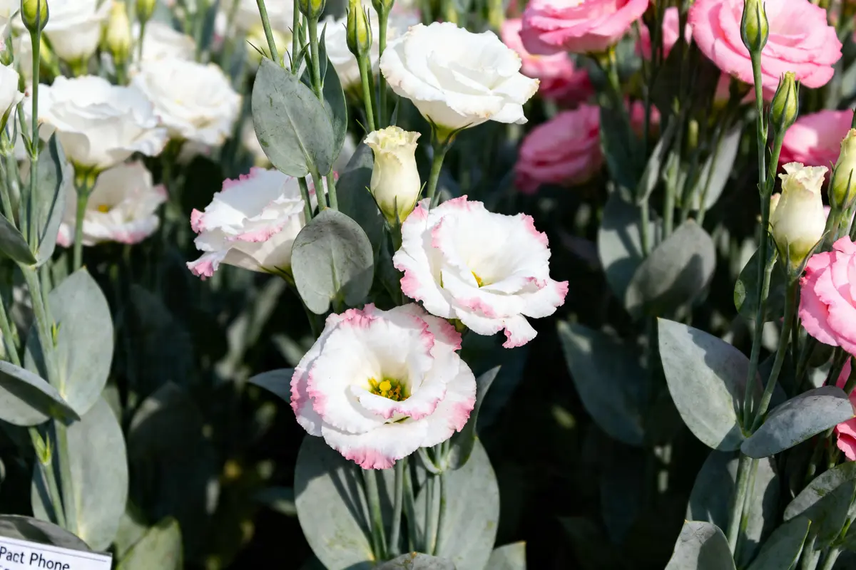Bouquet de lysianthus blancs et roses avec des feuilles vertes abondantes
