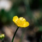 Fleur jaune en gros plan avec pétales brillants et arrière-plan flou nom de fleur