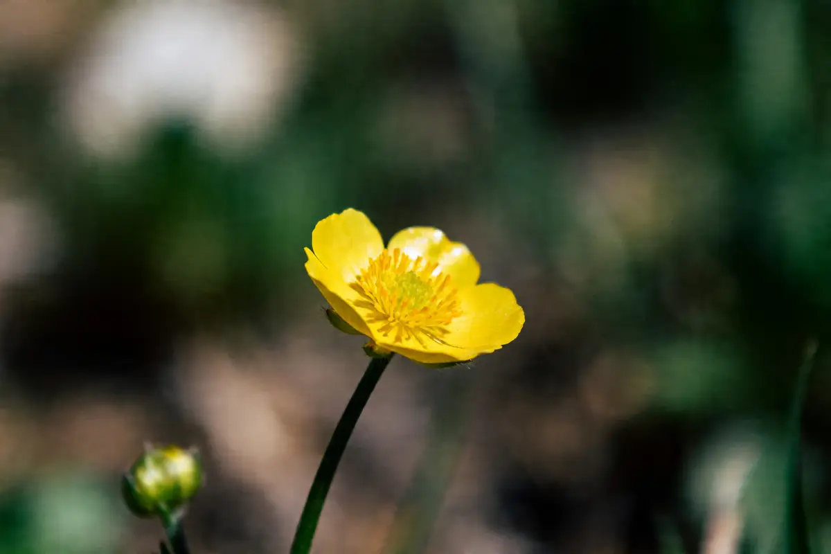 Nom de fleur : liste complète avec photos pour tout choisir