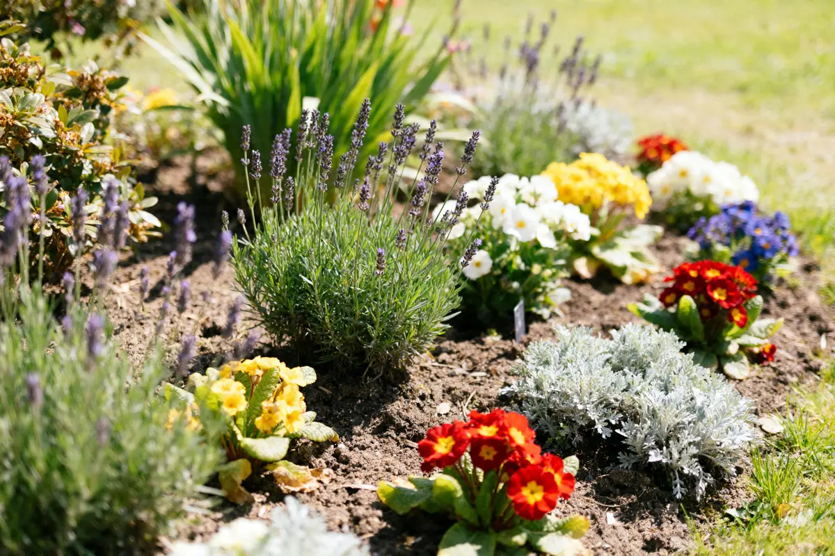 Parterre de fleurs : Comment créer un massif sans entretien ?