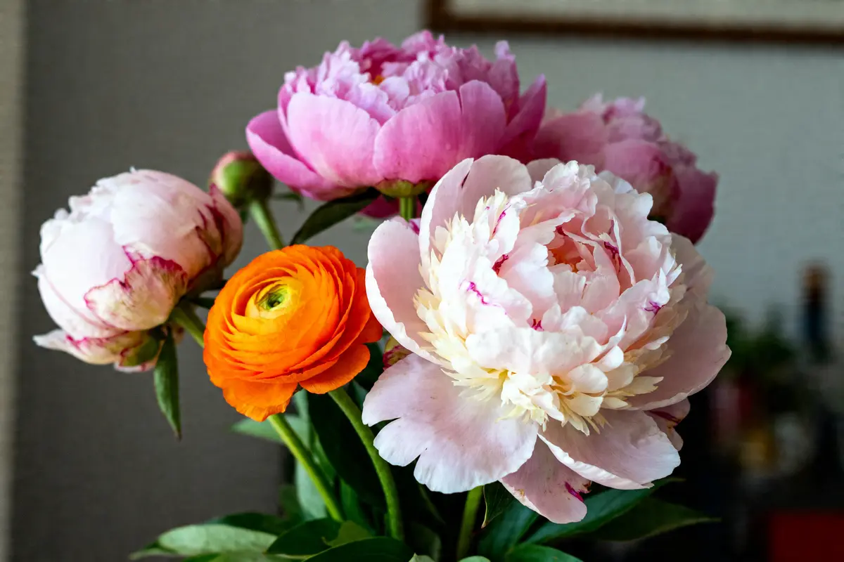 Pivoine renoncules : Quelle fleur choisir pour votre bouquet ?