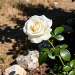 Rose Sweet Avalanche blanche épanouie, entourée de feuilles vertes et tiges épineuses en extérieur