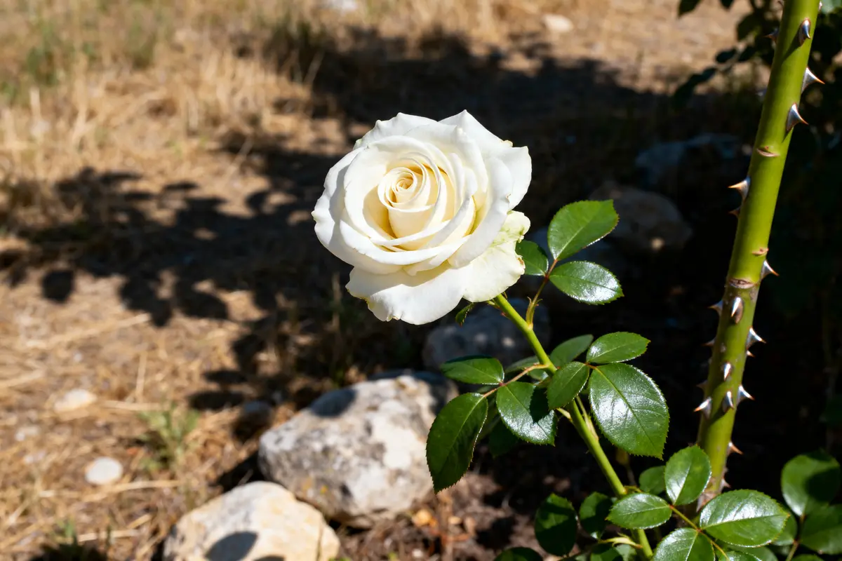 Rose Sweet Avalanche : boutons blanc crème et élégance florale