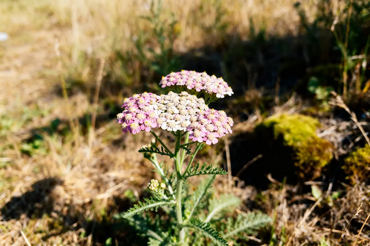 Achillée : variétés, entretien facile et floraison durable