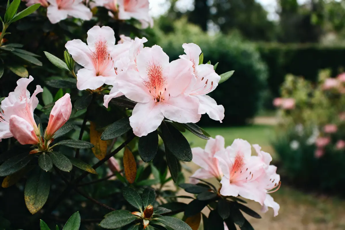 Azalée rose en pleine floraison dans un jardin verdoyant en été