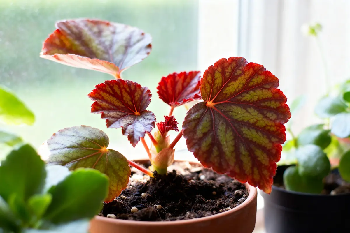 Feuilles de bégonia rouge dans un pot près d'une fenêtre ensoleillée