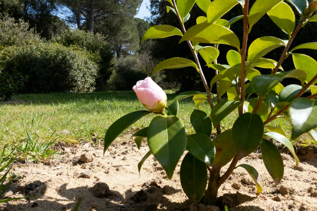 Jeune plant de camélia avec bouton rose dans jardin verdoyant et ensoleillé