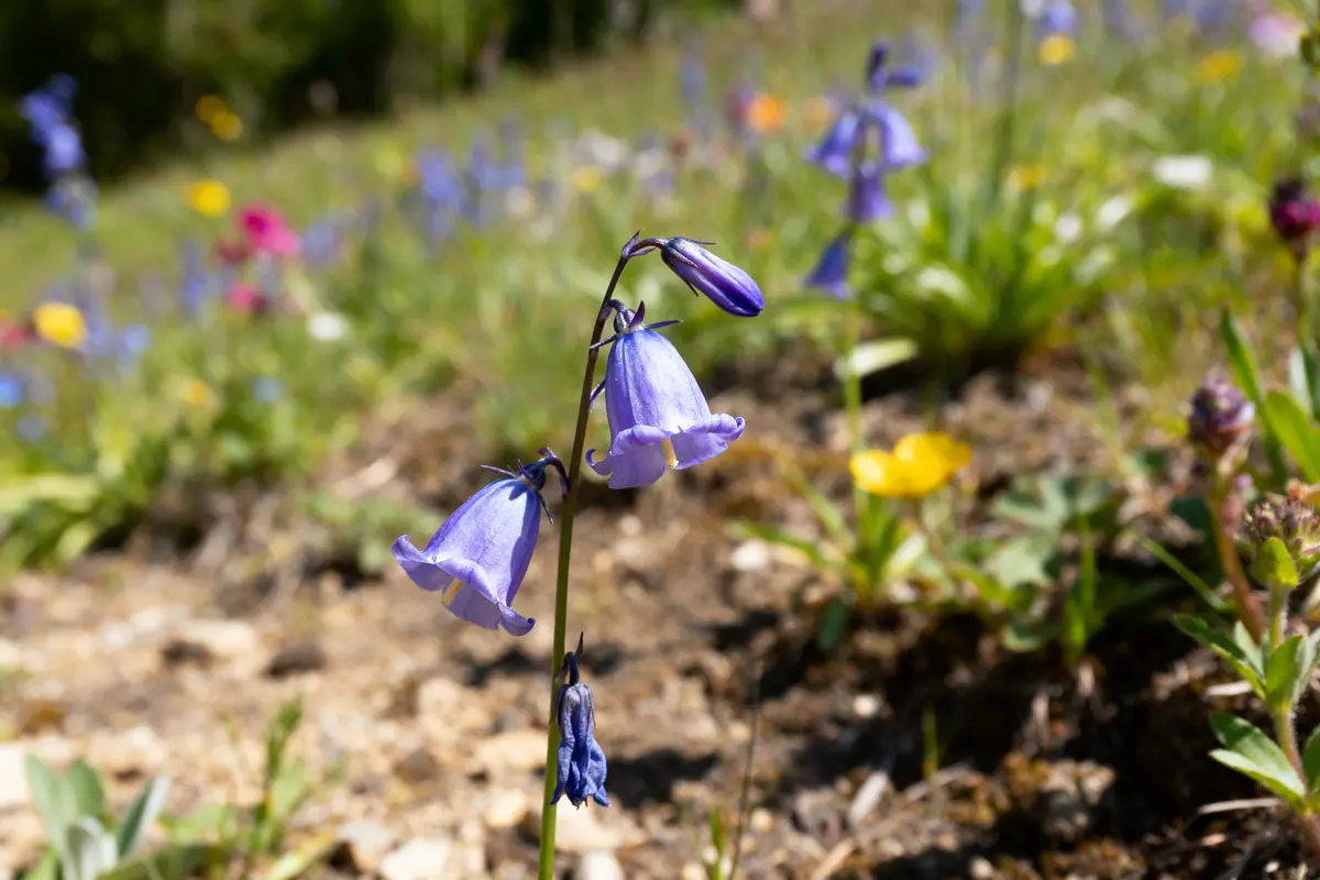 Campanule bleue en pleine floraison dans un champ fleuri en été