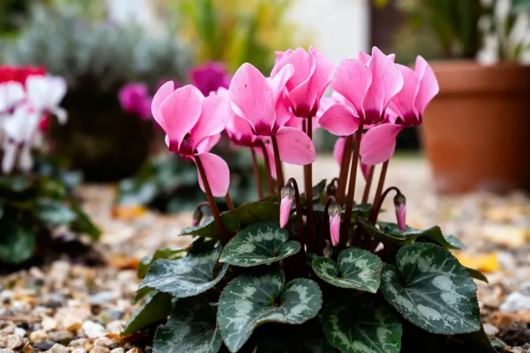 Fleurs roses de cyclamen en pleine floraison devant un pot de jardin brun