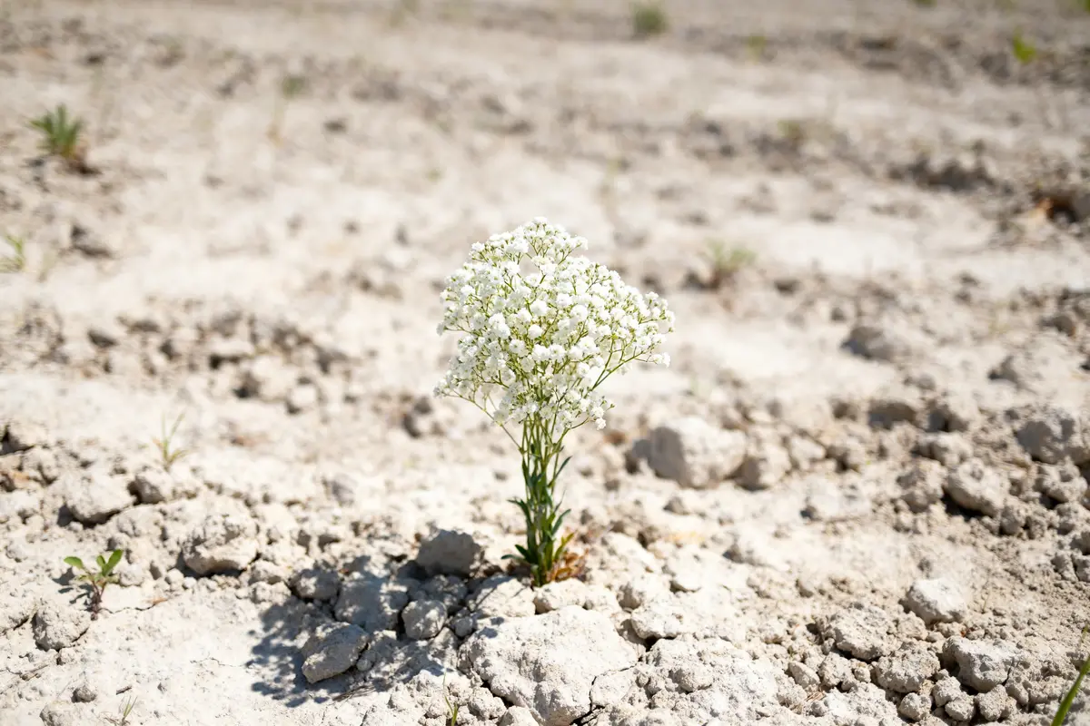 Gypsophile : guide essentiel pour planter et entretenir facilement