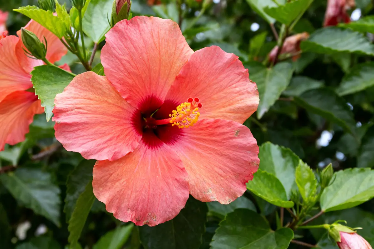 Fleur d'hibiscus rouge et rose entourée de feuillage vert luxuriant