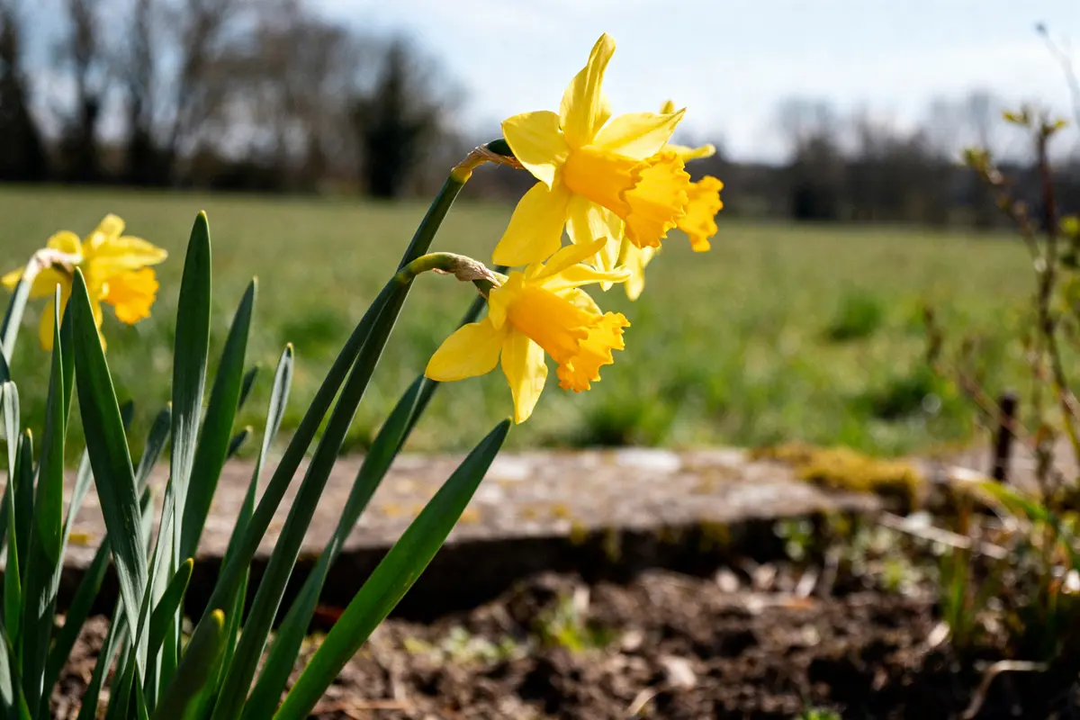 Jonquille : guide essentiel de plantation, entretien et différences
