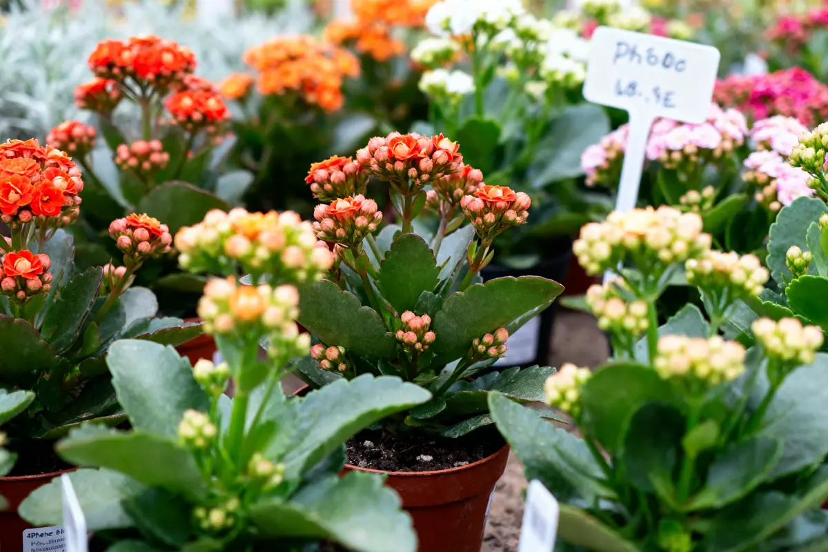 Pots de Kalanchoé fleuris aux couleurs vives en jardinerie
