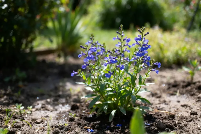 Lobélia bleue épanouie dans un jardin ensoleillé sur sol humide et fertile