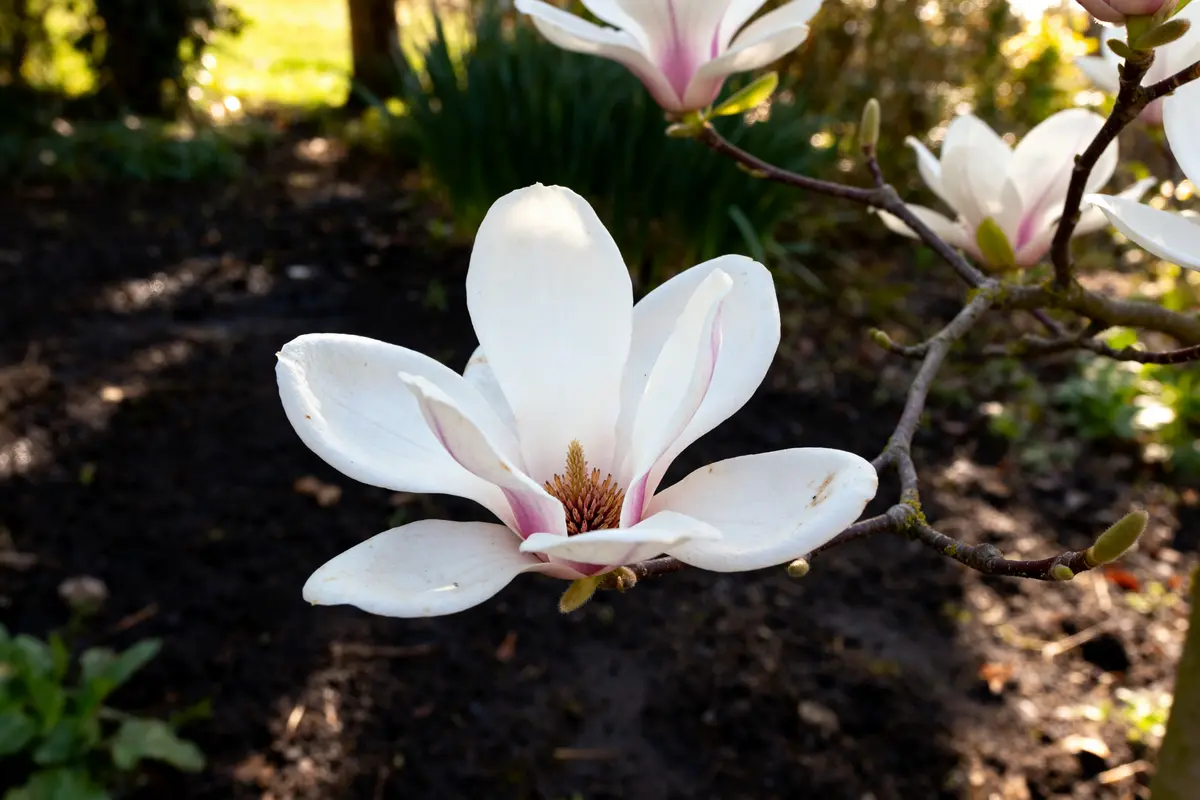 Magnolia : guide essentiel pour planter, tailler et entretenir