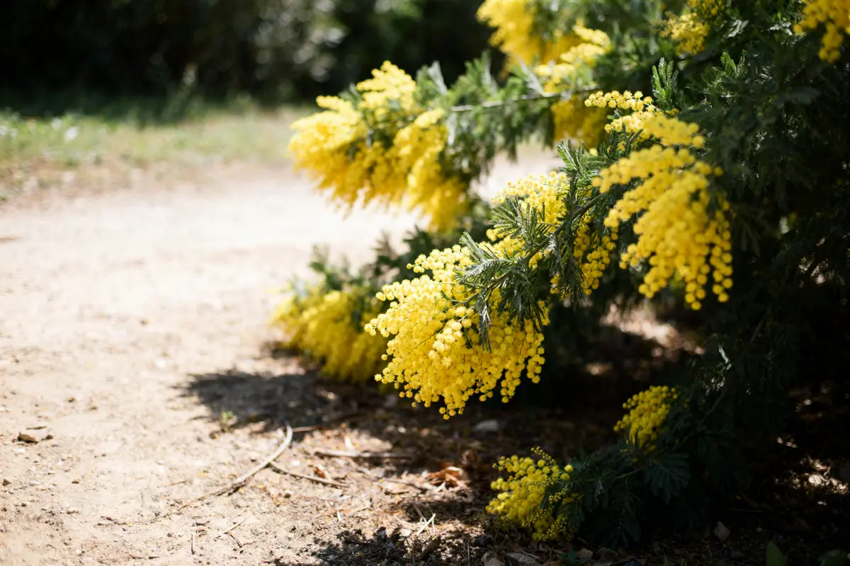 Mimosa : plantation, taille et entretien pour une floraison idéale