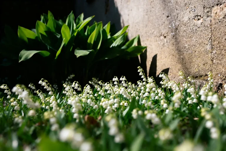 Champ de muguet en fleurs au pied d'un mur en pierre ombragé