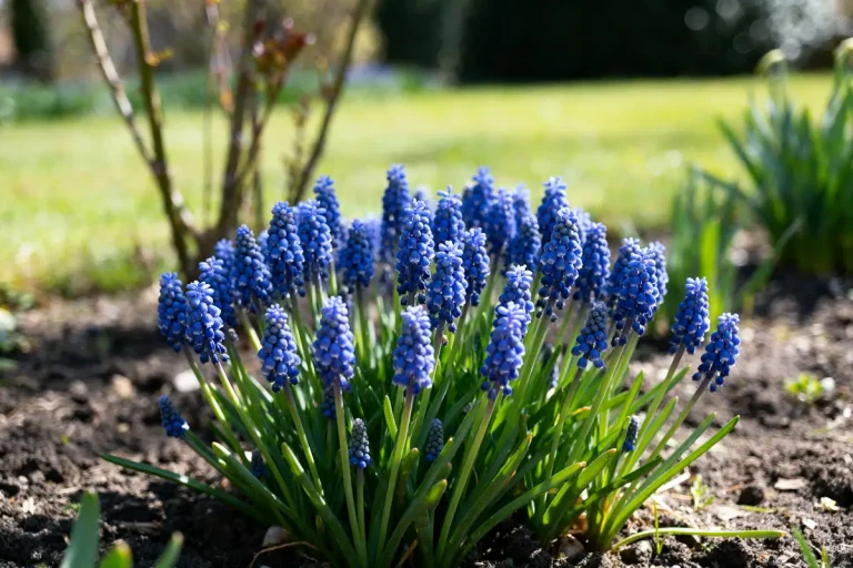 Touffe de Muscari violets épanouis dans un jardin ensoleillé au printemps