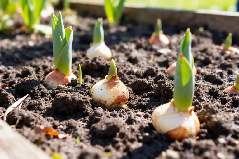 Bulbes de tulipe en pleine croissance dans un sol fertile au printemps