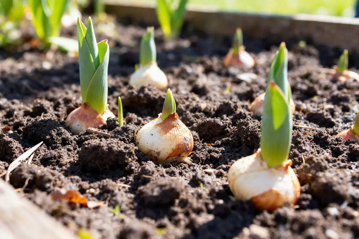 Tulipe : guide pratique pour planter et entretenir facilement
