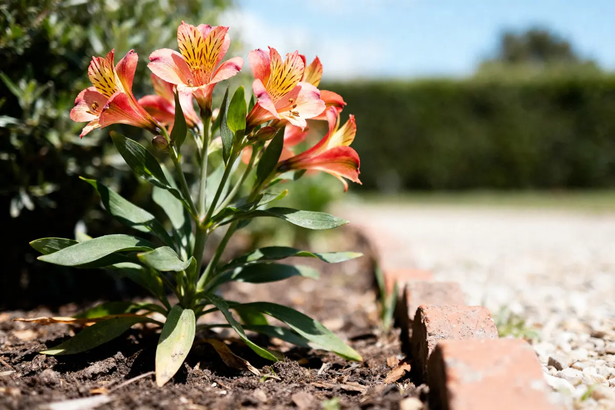 Alstroemère : planter, entretenir et choisir ses variétés facilement