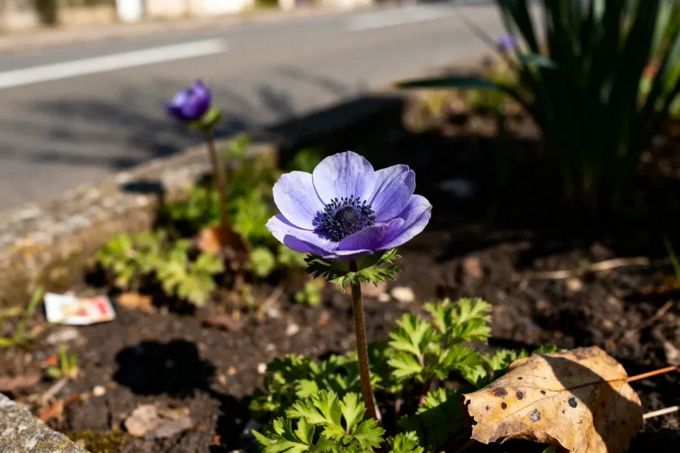 Anémone violette fleurissant sur un terre-plein proche de la route ensoleillée