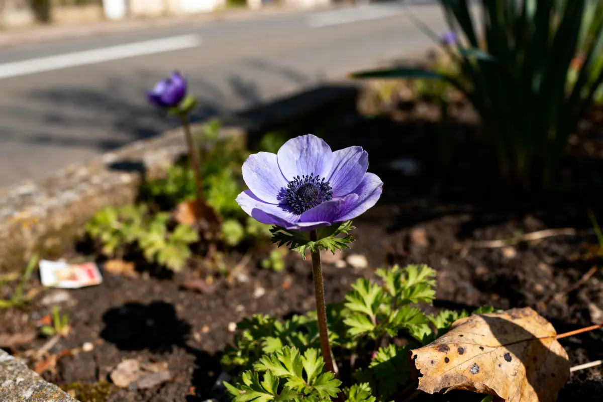 Anémone violette fleurissant sur un terre-plein proche de la route ensoleillée